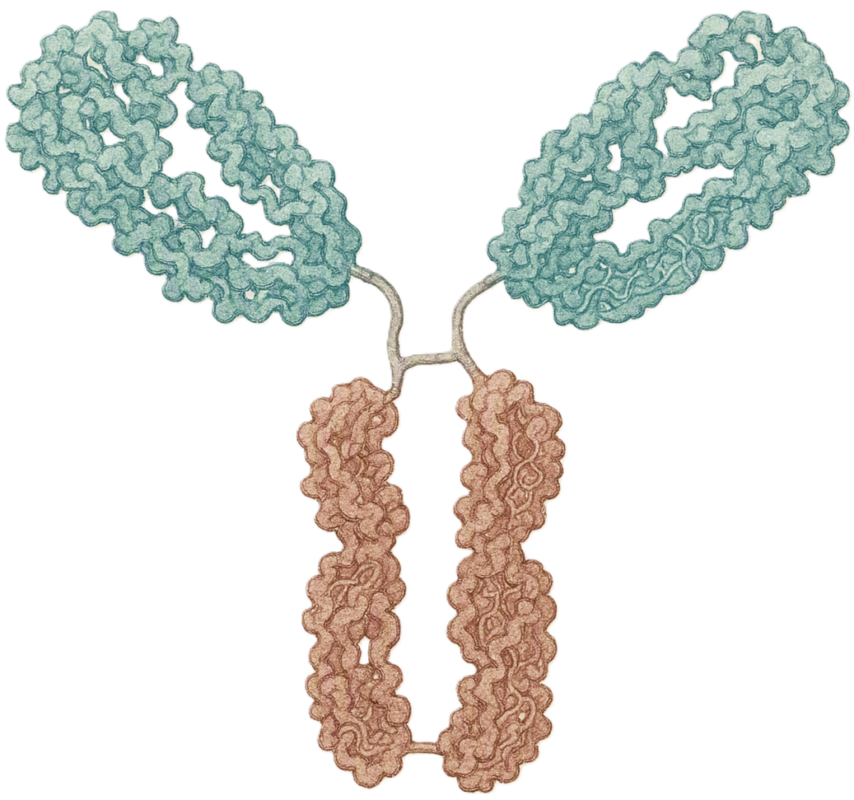 Antibodies