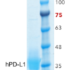 PD-L1 (Human, Recombinant, HEK293) Fusion Tag: C-terminal 8xHis
