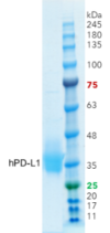 PD-L1 (Human, Recombinant, HEK293) Fusion Tag: C-terminal 8xHis