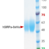 SIRPα (Human, Recombinant, HEK293) Fusion Tag: C-terminal 8xHis
