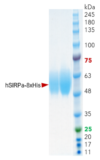 SIRPα (Human, Recombinant, HEK293) Fusion Tag: C-terminal 8xHis