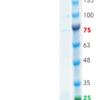TIGIT (Human, Recombinant, HEK293) Fusion Tag: C-terminal 8xHis