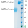 VISTA (Human, Recombinant, HEK293) Fusion Tag: C-terminal, mouse Fc (mFc)
