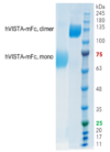 VISTA (Human, Recombinant, HEK293) Fusion Tag: C-terminal, mouse Fc (mFc)