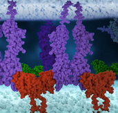 Immune Checkpoint Proteins